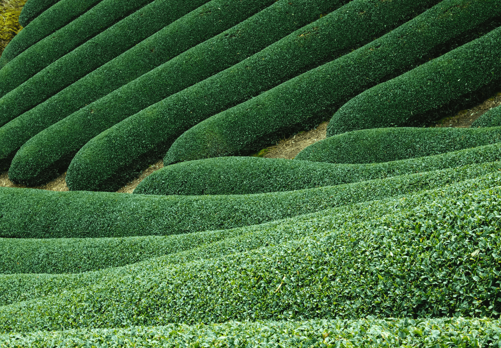 Japanese Green Tea Fields